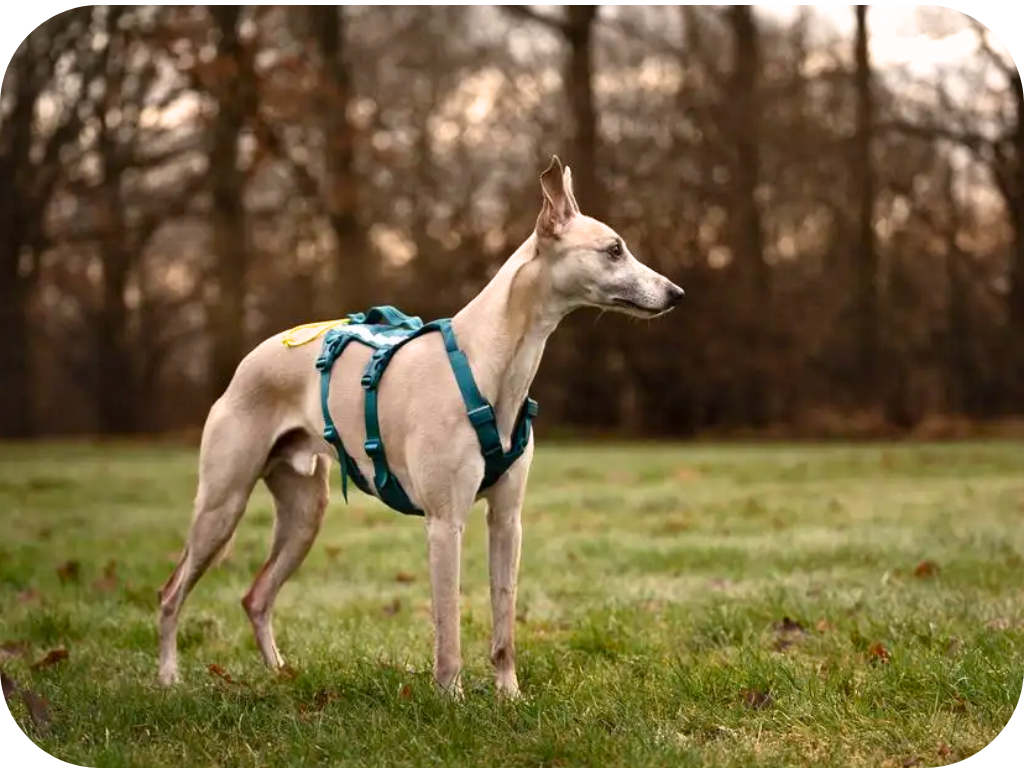 postroj-ramble-long-bezpecnostni-non-stop-dogwear-teal-pro-psa-new