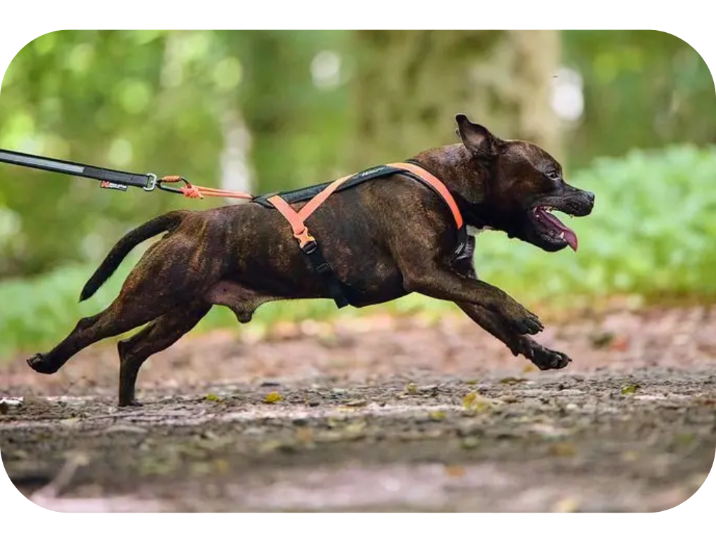 postroj-rush-non-stop-dogwear-oranz-top2